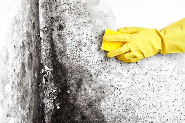 Best Toxic Mold Removal  in Kearny, NJ
