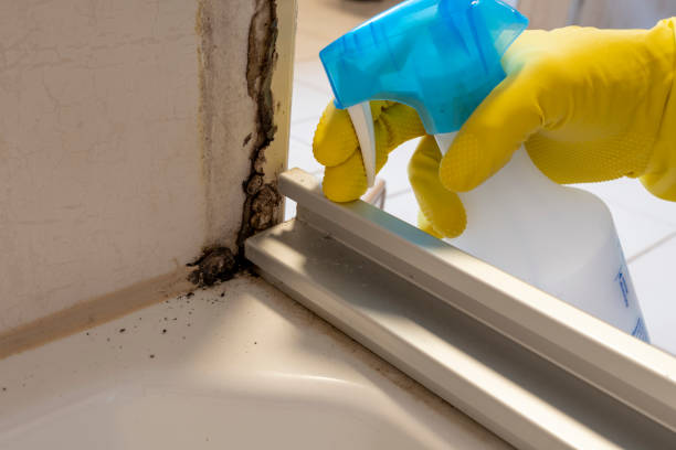 Best Residential Mold Removal  in Kearny, NJ