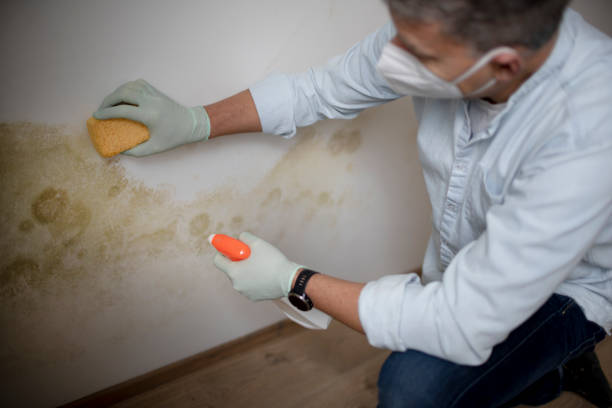  Kearny, NJ Mold Removal Pros