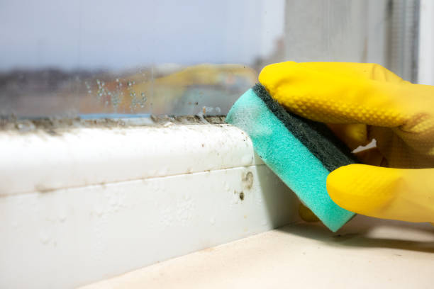 Best Office Mold Removal Services  in Kearny, NJ