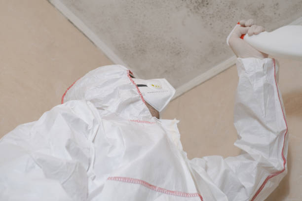 Best Affordable Mold Removal  in Kearny, NJ