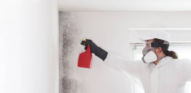 Best Home Mold Removal  in Kearny, NJ