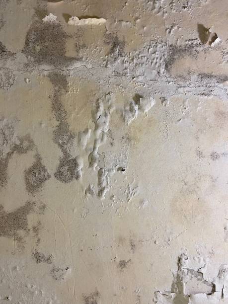 Best Emergency Mold Removal  in Kearny, NJ