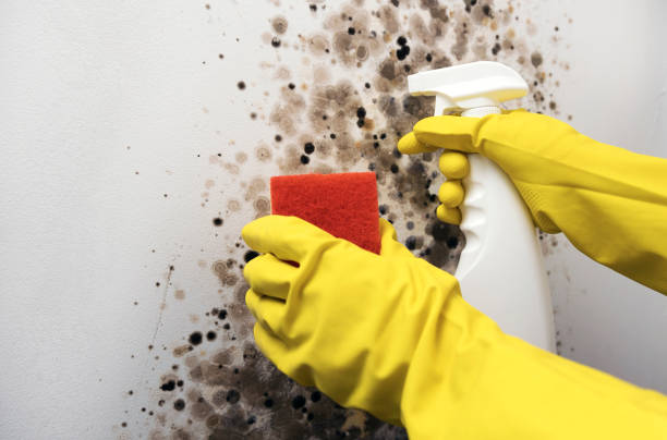 Professional Mold Removal in Kearny, NJ