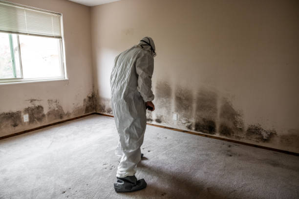 Best Certified Mold Removal  in Kearny, NJ