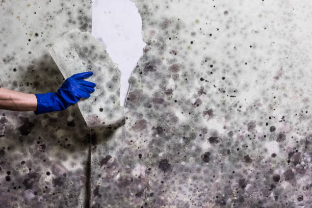 Best Local Mold Removal Service  in Kearny, NJ