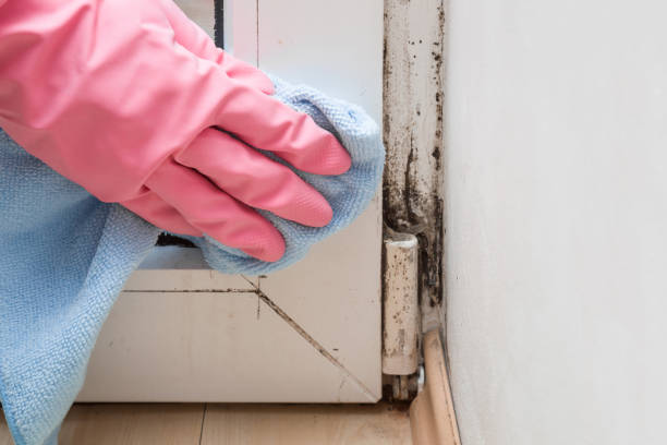 Best Professional Mold Removal  in Kearny, NJ