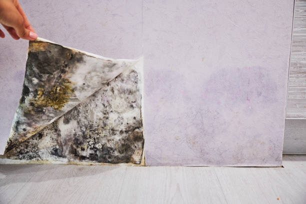Best Same-Day Mold Removal  in Kearny, NJ